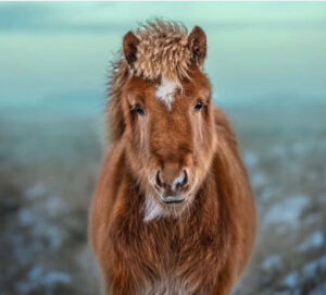 yogaretreat på island